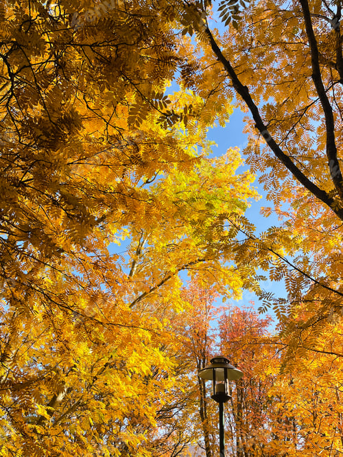 Preview: Yellow leaves against the blue sky with a lamp post
