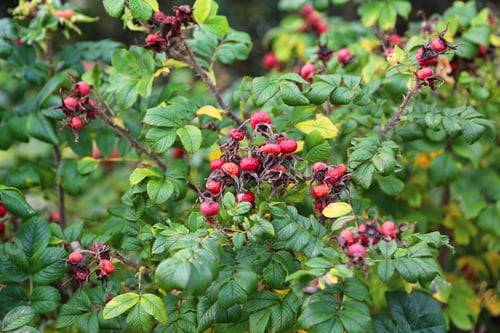 Preview: Dog-rose berries in autumn