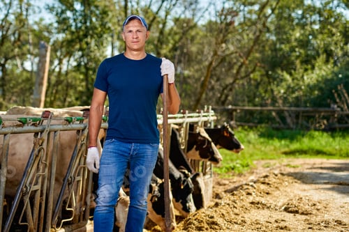 Preview: Farmer Is Working On Farm With Dairy Cows