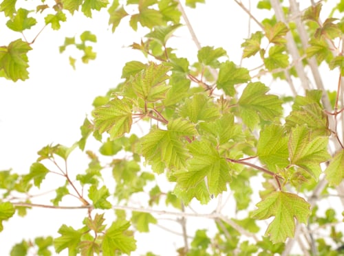 Preview: Viburnum opulus in studio