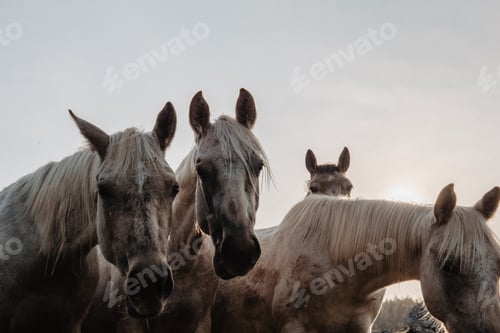 Preview: Funny horses on meadow