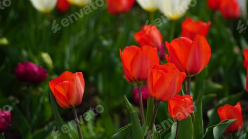 Preview: Red tulips. Group of red tulips in the park. Spring landscape. Bright red tulips