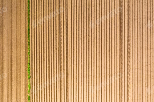 Preview: Plowed field in rural area. Landscape of agricultural fields
