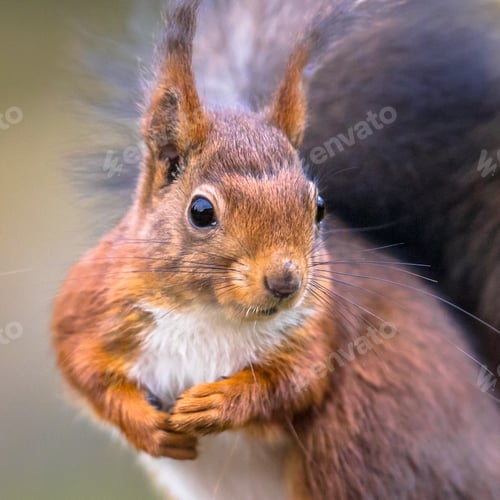 Preview: Red squirrel portrait
