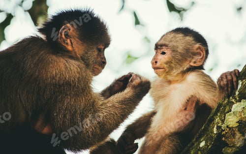 Preview: Closeup shot of a mother capuchin with her baby, sitting in a tree