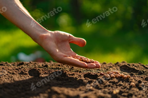 Preview: dirty farmer hand puts a plant seed in the hole in the soil