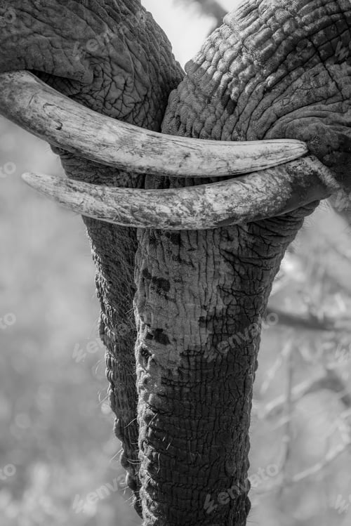 Preview: Two elephant tusks, Loxodonta africana, tusks touching