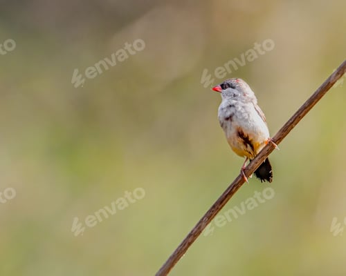 Preview: Closeup shot of Red Avadavat with red beak perched atop a wooden stick