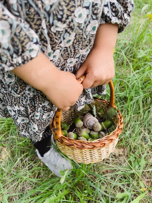 Preview: Little girl with a wicker basket of acorns stands on the green grass