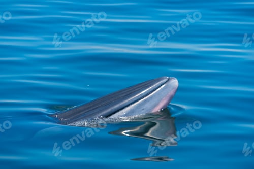 Preview: Bryde's whale in Thailand Ocean