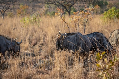 Preview: Blue wildebeest standing in the grass.