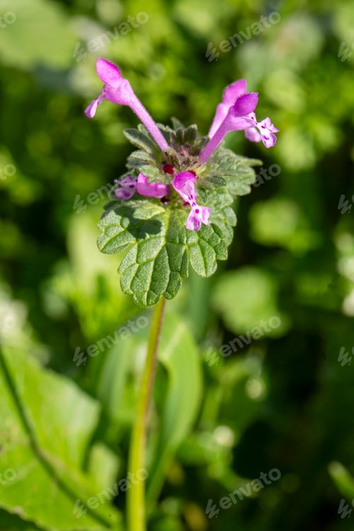 Preview: Lamium Purpureum. Spring purple flowers with leaves close up