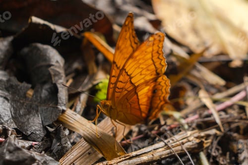 Preview: A yellow monarch with wings, a butterfly, in tropical forest. A colorful insect