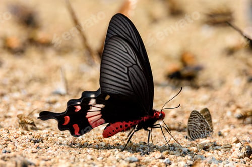 Preview: Beautiful the Adamson's Rose butterfly is sucking food from wet ground