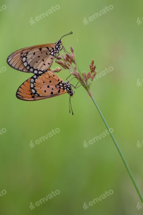 Preview: buttewrfly