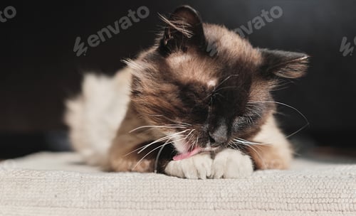 Preview: lazy cat licking paws under the sunlight. kitty lying on a rug after a dinner. sunny day