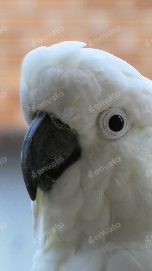 Preview: sulphur-crested cockatoo bird looking at camera