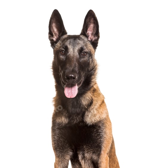 Preview: Malinois, 1 year old, sitting against white background