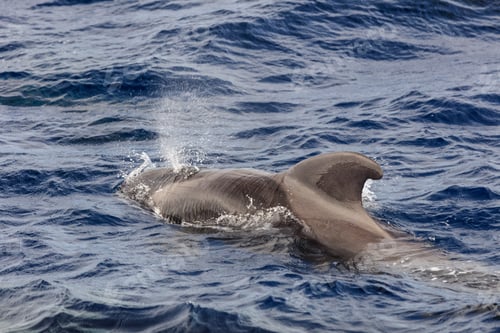 Preview: pilot whale (Globicephala melas) in the Atlantic Ocean