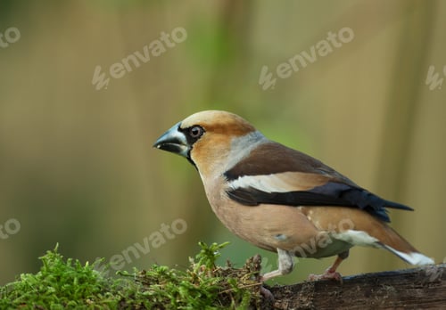 Preview: Hawfinch (Coccothraustes coccothraustes) perching