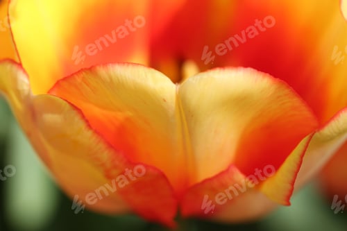 Preview: Tulip