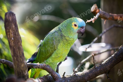 Preview: Parrot portrait of bird. Wildlife scene from tropic nature.