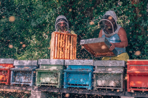 Preview: beekeeping : beekeeper at work in field of honeycombs