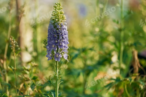 Preview: Purple beautiful plants or flowers in the greenhouse