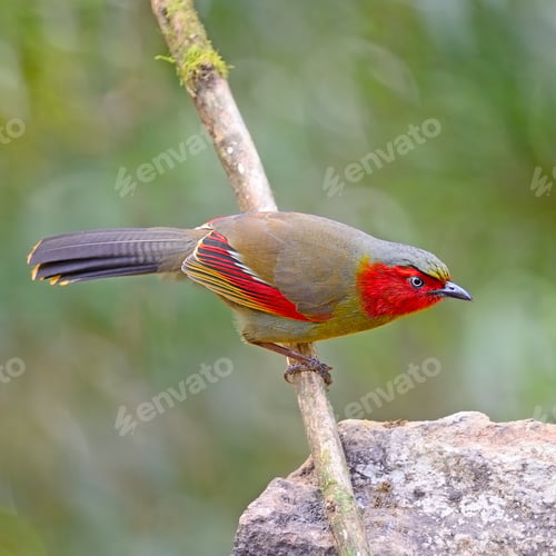 Preview: Scarlet-faced Liocichla