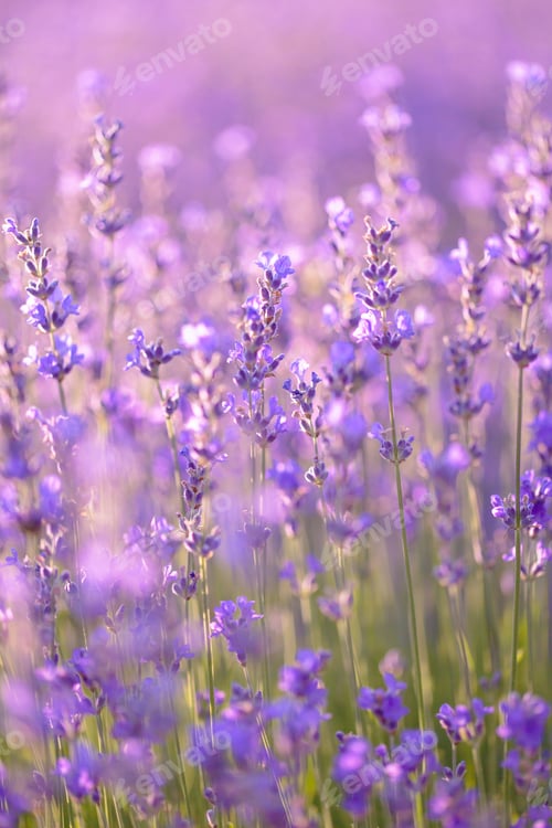 Preview: Purple lavender flowers with selective focus