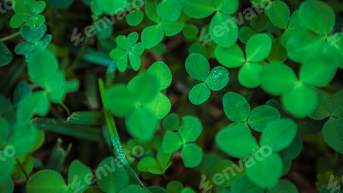 Preview: Close-up of real leaf clover on green shamrock field background. Top view.