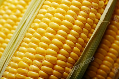 Preview: Ripe fresh organic sweet corncob with leaf closeup background