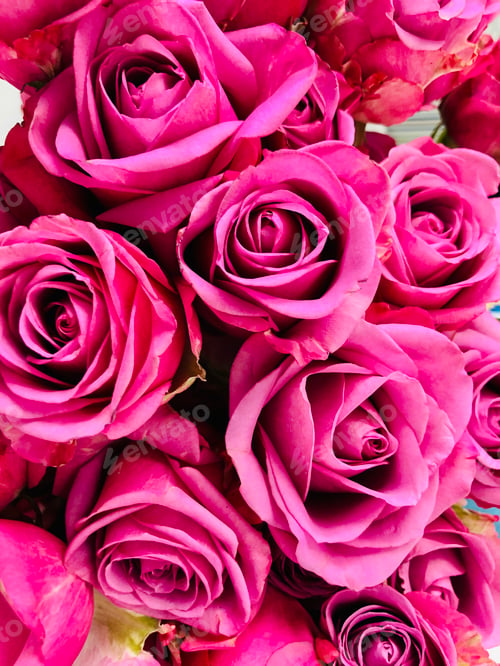 Preview: Bouquet of pink roses.