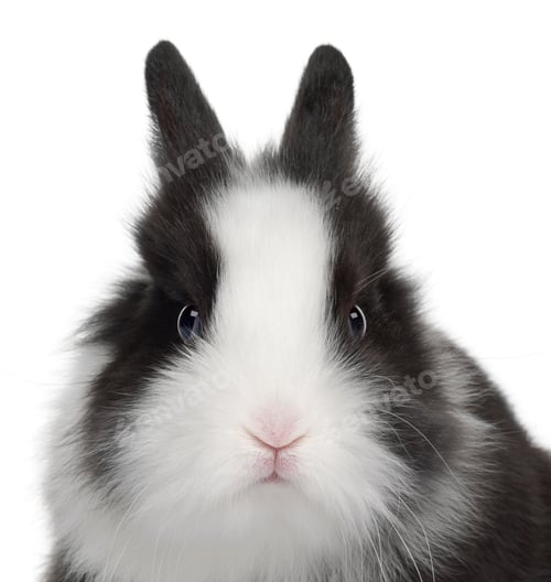 Preview: Rabbit, 6 months old, against white background