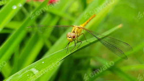 Preview: A dragonfly is sitting on a green blade of grass