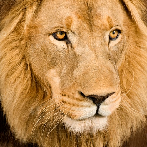 Preview: Close-up on a Lion's head (4 and a half years) - Panthera leo