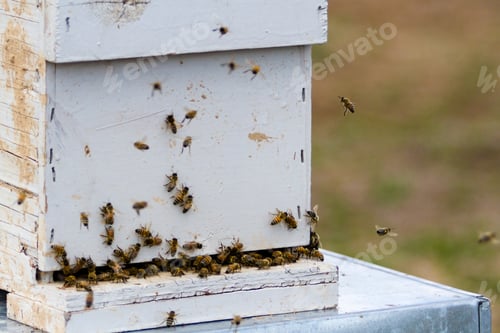 Preview: Beekeeping