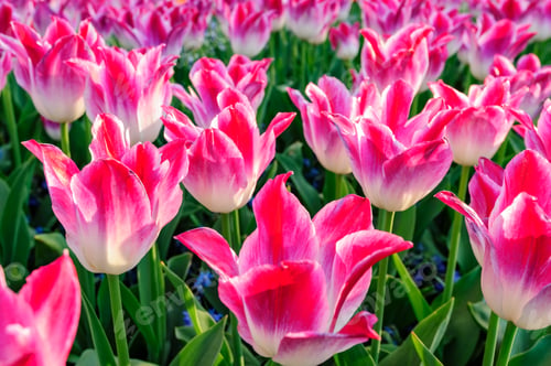 Preview: Pink tulips flowerbed in Netherlands