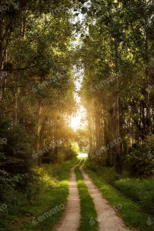 Preview: Trail in the colorful green spring forest in Hungary