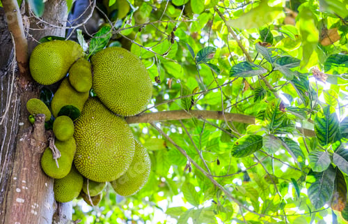 Preview: Jackfruit fruit on a tree