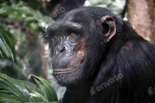 Preview: chimpanzee (Pan troglodytes) in natural habitat