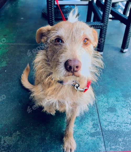 Preview: Super cute rescue dog that only has three legs and his actual name is Tripod