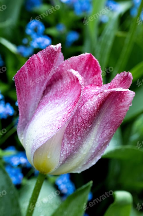 Preview: Beautiful Tulip at Butchart Gardens in Victoria, Canada