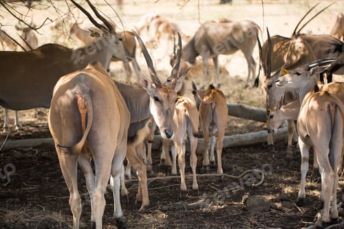 Preview: A herd of African deers in the wild. Mauritius.