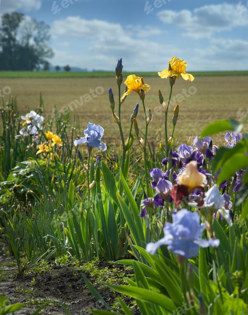 Preview: irises yellow and blue color on the edge of the field, close up