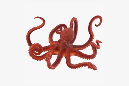 Preview: Detailed Pacific Octopus
