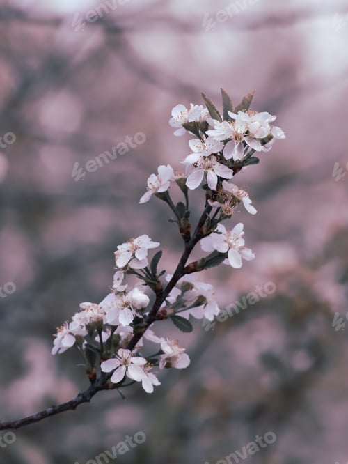Preview: Natural blurred background. Close-up. Spring. A branch of cherry blossoming tree with white flowers.