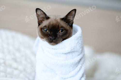 Preview: Cat after bathroom. In the white towel