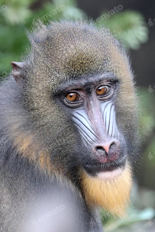 Preview: A mandrill (Mandrillus sphinx) portrait