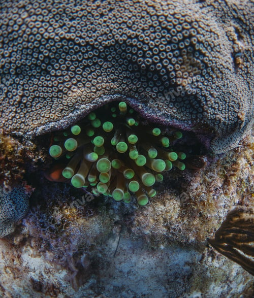 Preview: coral reef macro ,texture, abstract marine ecosystem background on a coral reef